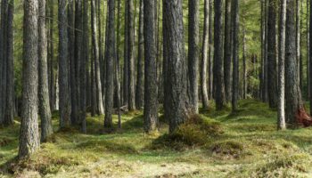 L’avantage d’une maison en bois : des matériaux naturels