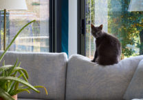 canapé-chat-maison-