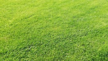 Terrain à Frehel  383m2 51000 € - YLM-25-04-25-10
