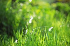 Terrain à Suce-sur-Erdre 44240 344m2 136700 € - ALEG-26-03-26-258