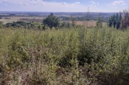Terrain à Giroussens 81500 1096m2 95000 € - PBRU-26-03-23-21