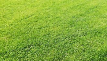 Terrain à Pleneuf-Val-Andre 22370 306m2 135000 € - YLM-25-12-04-4