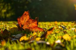 Terrain à Savenay 44260 480m2 141000 € - ALEG-25-10-21-4