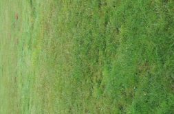 Terrain à Nivillac 56130 555m2 76000 € - BS-25-04-30-42