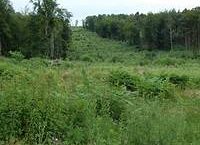 Terrain à Lannion 22300 700m2 130000 € - MLAG-25-09-10-7