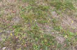 Terrain à Divatte-sur-Loire 44450 315m2 106500 € - JLD-25-11-24-55