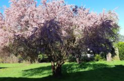 Terrain à Chateaugiron 35410 285m2 85000 € - ABRE-25-06-26-2