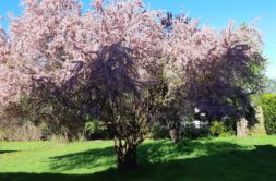 Terrain à Chateaugiron 35410 285m2 85000 € - ABRE-25-06-26-2