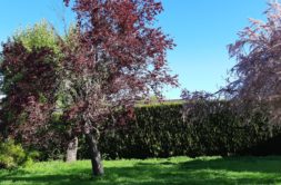 Terrain à La-Chapelle-Thouarault 35590 601m2 129900 € - ABRE-25-10-15-49