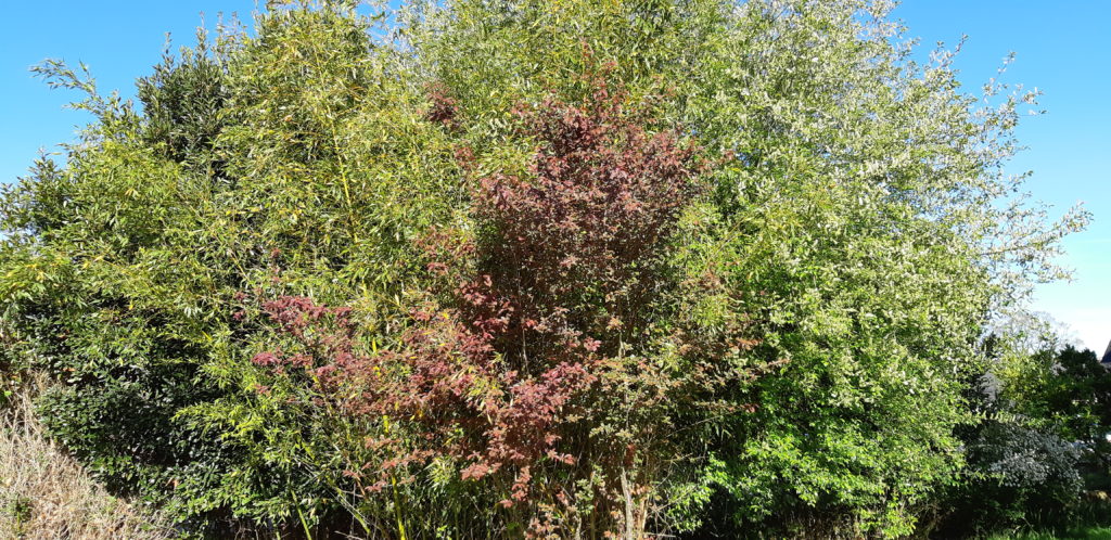 Terrain à Lassy 35580 500m2 62000 € - ABRE-25-12-12-34