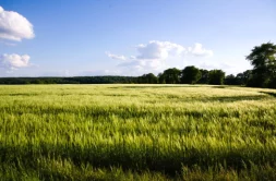 Terrain à Cornille 35500 491m2 58990 € - PABU-25-09-23-10