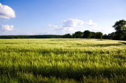 Terrain à Balaze 35500 263m2 47500 € - PABU-25-09-23-12