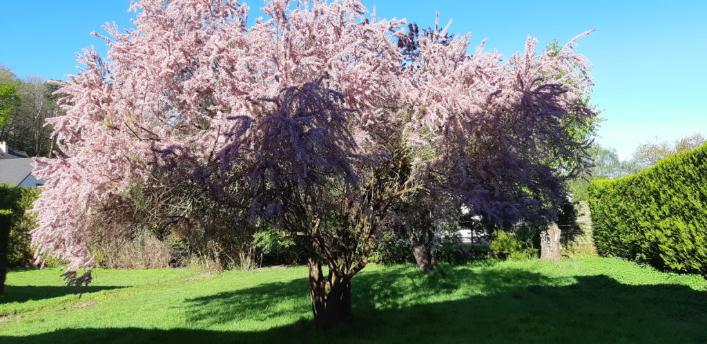 Terrain à Chantepie 35135 350m2 139000 € - ABRE-25-10-15-47