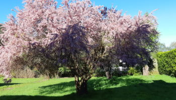 Terrain à Chantepie 35135 350m2 139000 € - ABRE-25-11-12-2