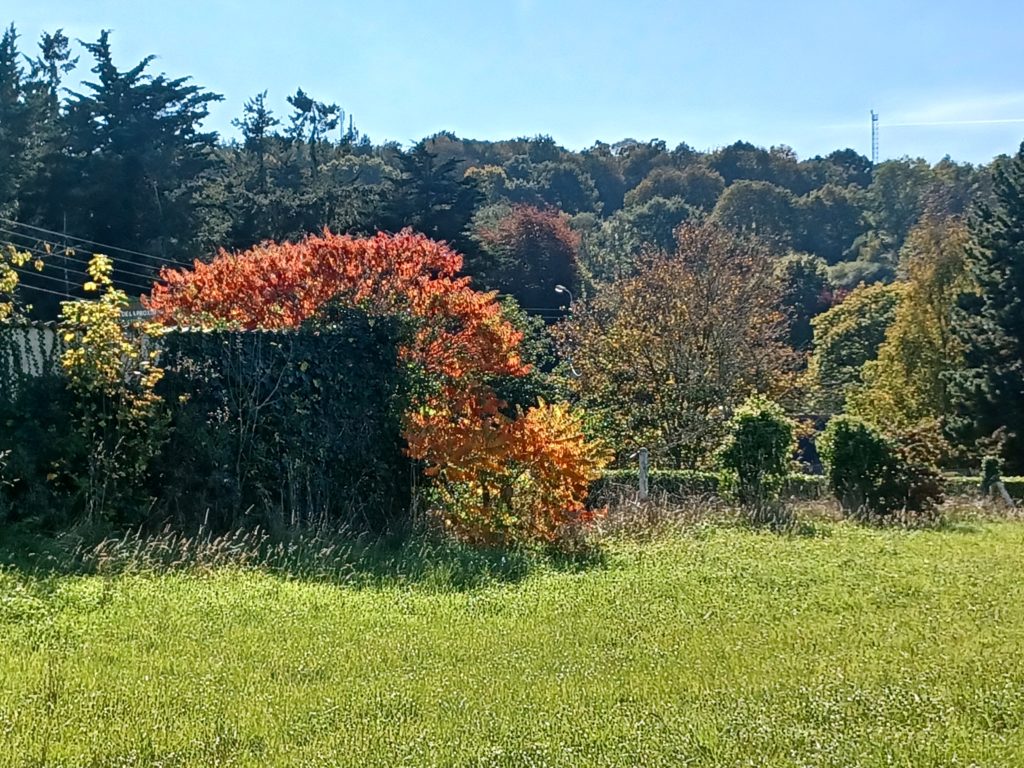 Terrain à Plancoet 22130 304m2 65400 € - BONE-25-11-03-3