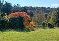 Terrain à Plancoet 22130 304m2 65400 € - BONE-25-11-03-3