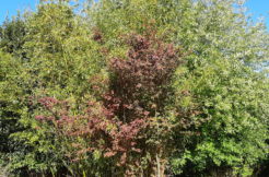 Terrain à Bruz 35170 233m2 115990 € - ABRE-25-11-26-2