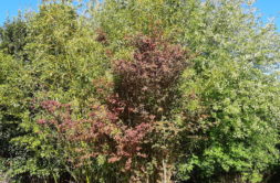 Terrain à Bruz 35170 233m2 115990 € - ABRE-25-11-26-2