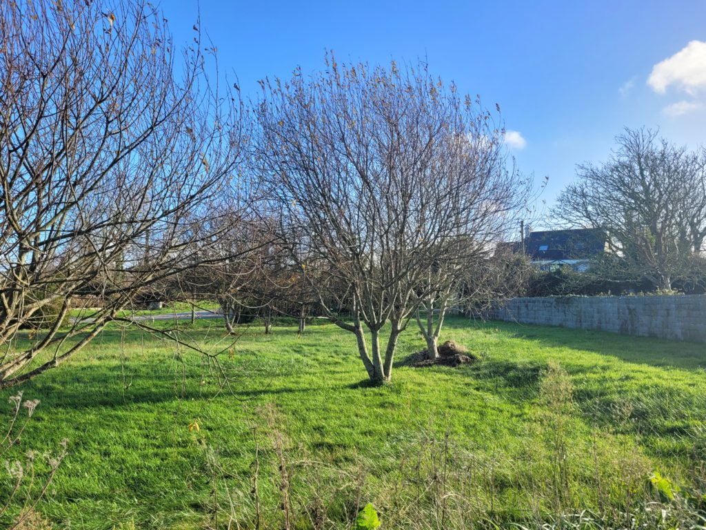 Terrain à Saint-Pabu 29830 794m2 111000 € - PBE-25-12-11-65