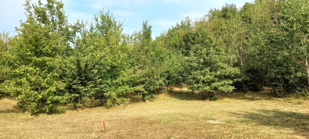 Terrain à Montdurausse 81630 1025m2 43000 € - PBRU-26-03-23-29