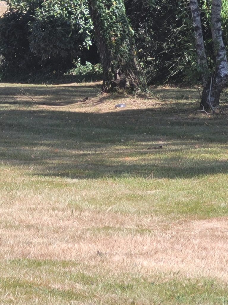 Terrain à Belz 56550 471m2 219900 € - STJE-26-07-01-5